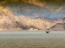 a whale tail breaches the water while a camera is watching in Baja Mexico