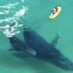 Whales swim up to kayak in Australia