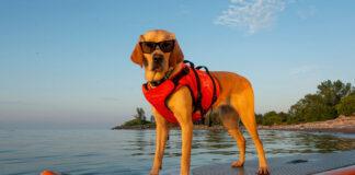 a dog stands on a paddleboard while wearing sunglasses and a pet PFD