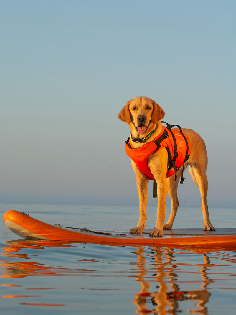 a dog wearing a PFD stands on a floating paddleboard