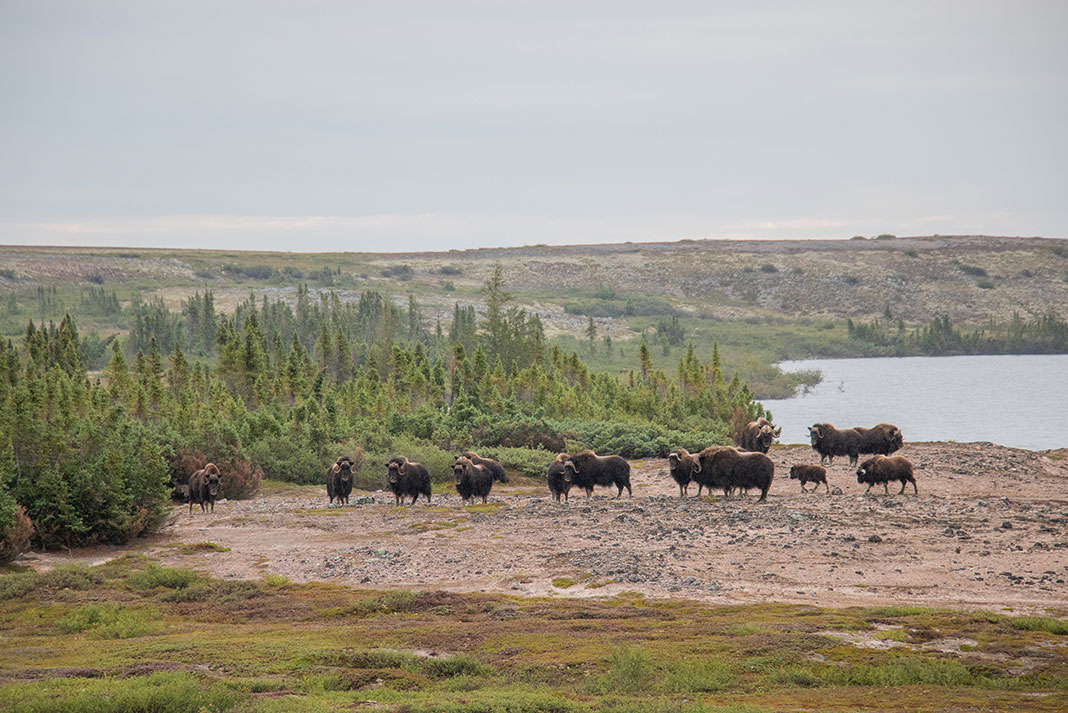 a herd of muskox on the banks of the Upper Thelon River