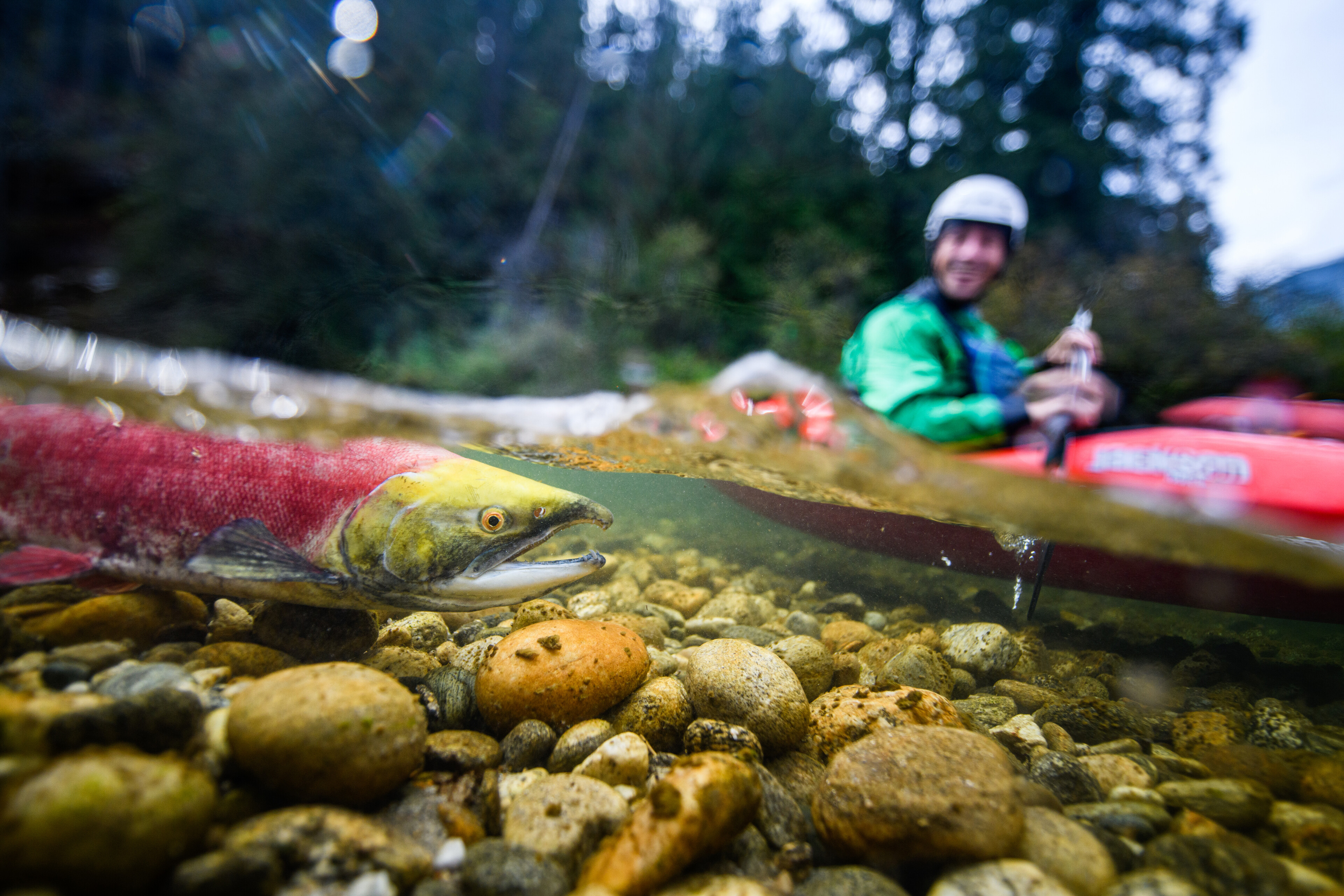 Dennis Werden paddling with salmon on the Eagle River, Revelstoke, BC, Canada. Image: Daniel Stewart // Red Bull Illume 2023
