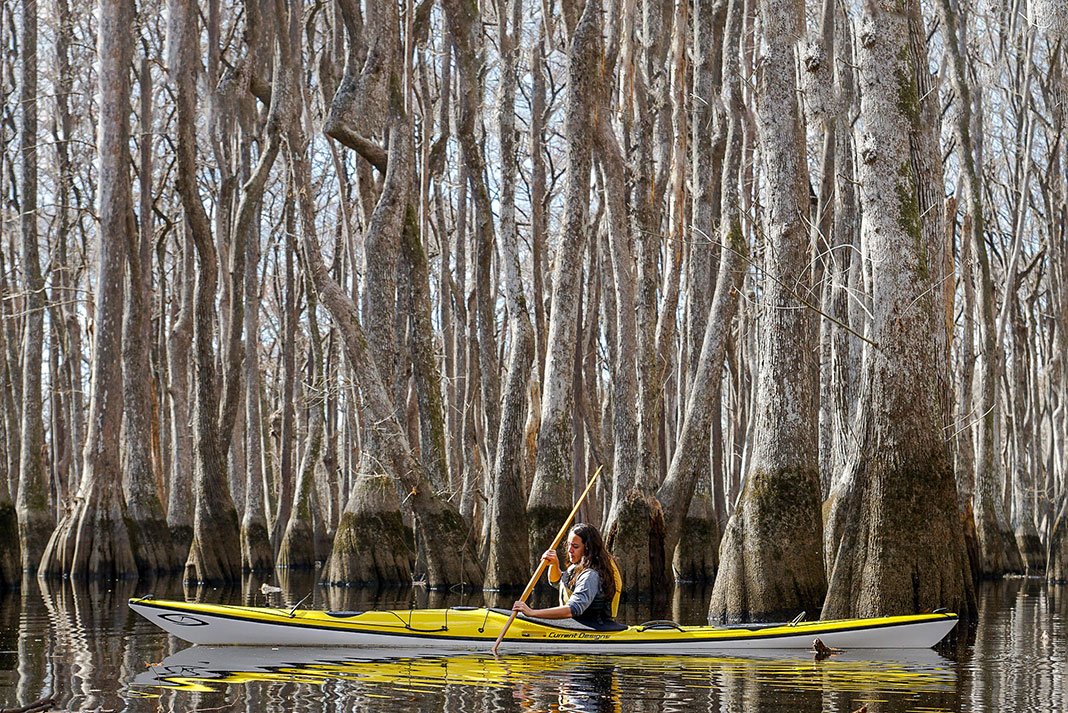 woman paddles a yellow Current Designs Prana kayak through a swamp full of waterlogged trees
