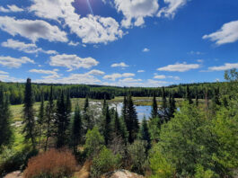 sunny view of the forest and water in Voyageurs National Park