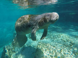 a manatee swims underwater at Three Sisters Springs in Florida