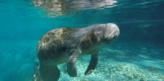 a manatee swims underwater at Three Sisters Springs in Florida