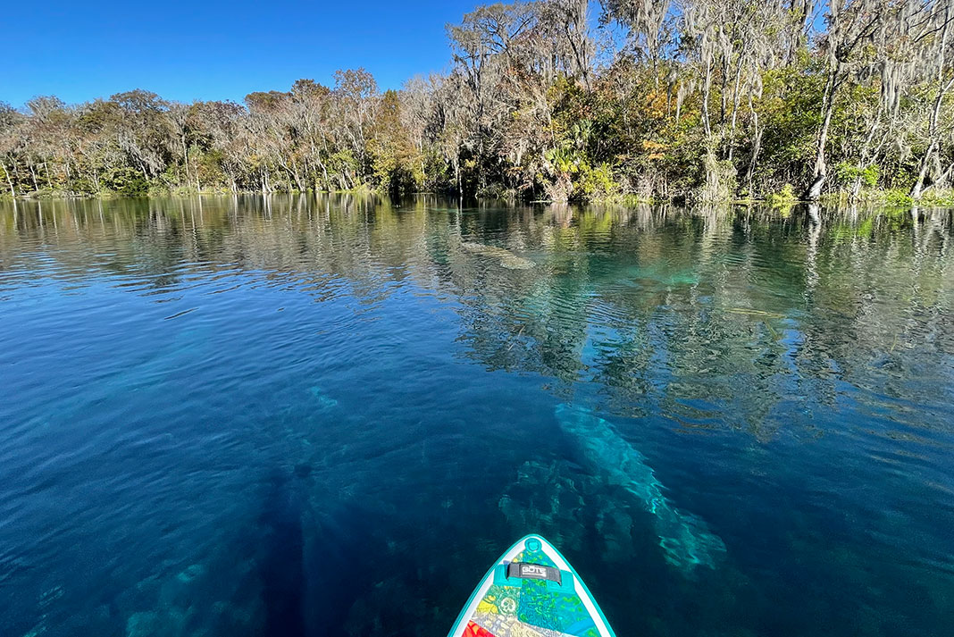 a person paddleboarding at Silver Springs in Florida, one of the best places to go paddling with manatees 