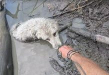 Canoer Tom Hudson from New Zealand saves dog on the Saskatchewan River.