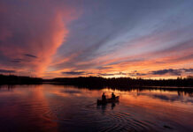 canoeists paddle at dawn, searching for moose while researching their population decline