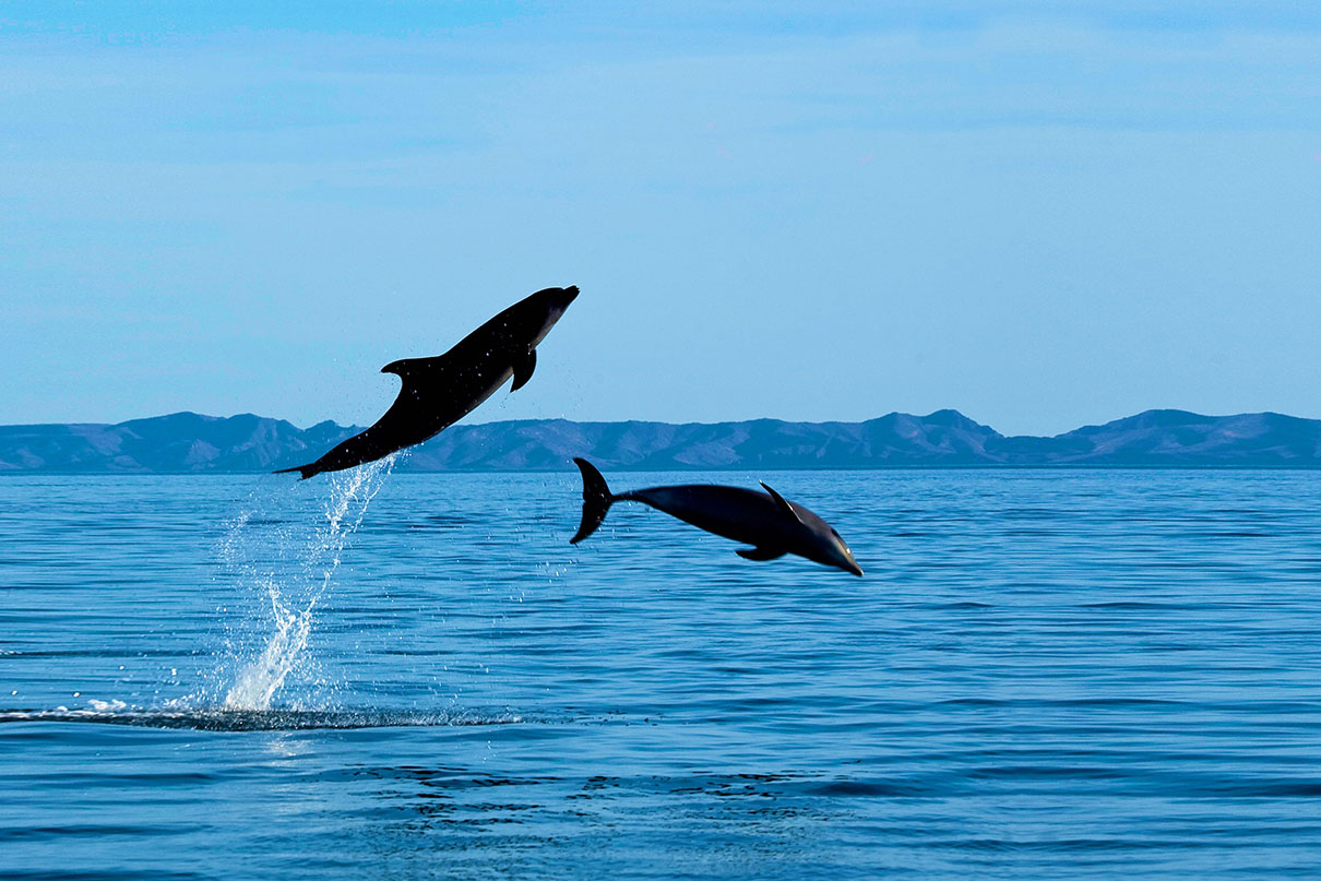 dolphins jump in the waters surrounding the Baja peninsula