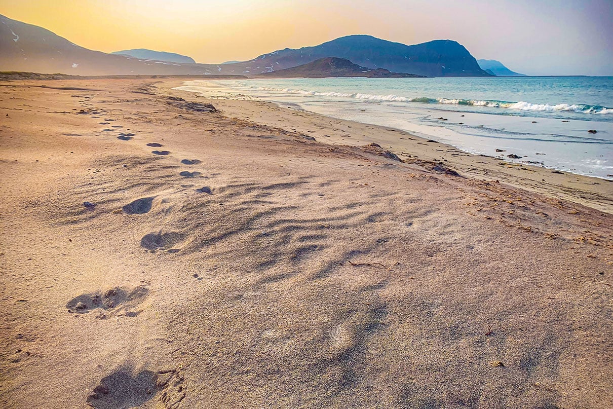 Polar bear tracks in the garnet-rich sand of Iron Strand