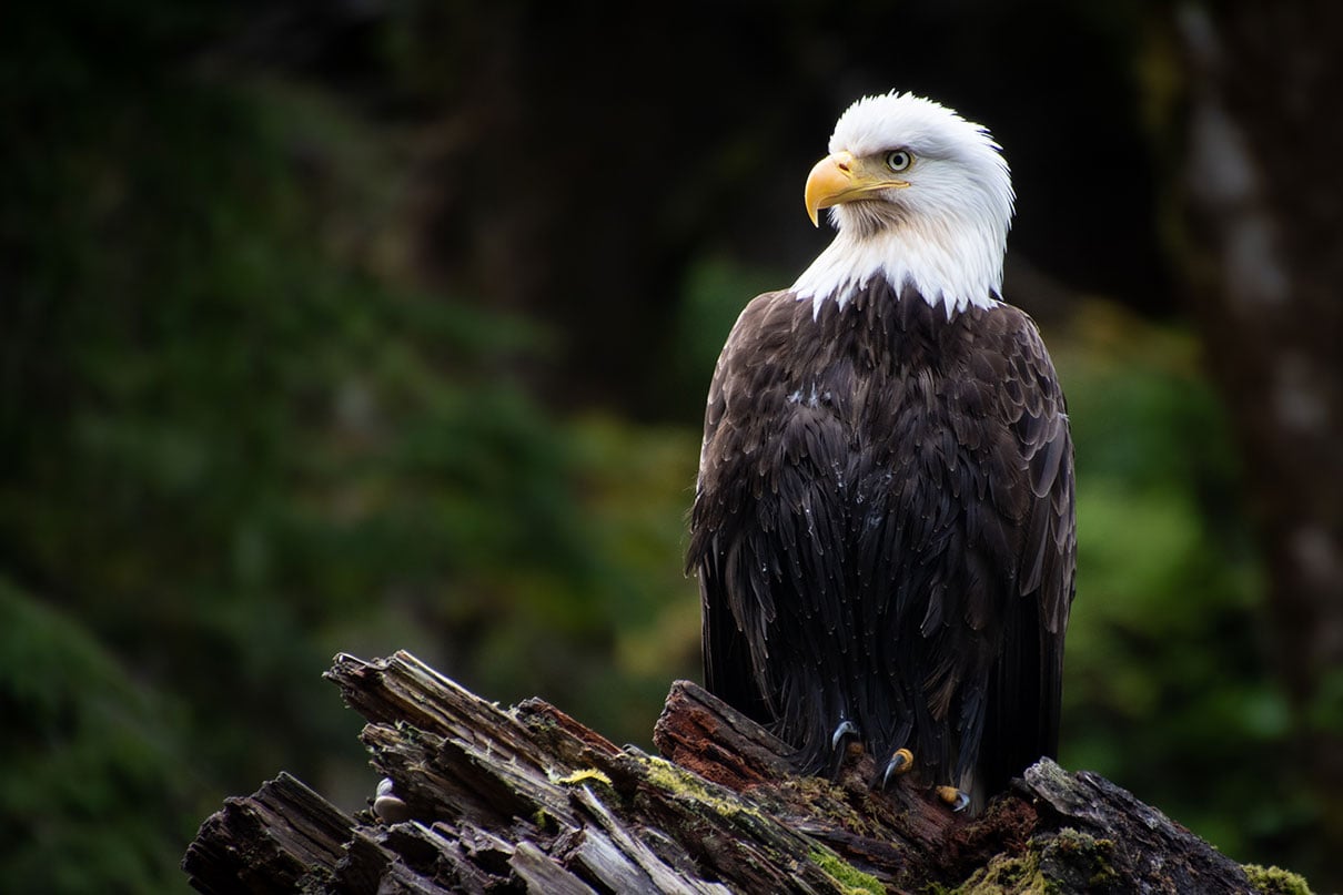 bald eagle sits on an upraised stump